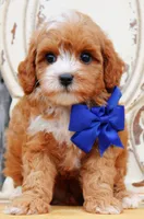 Theo, a male Cavapoo for sale in Greenbrier, AR – 2 of 2