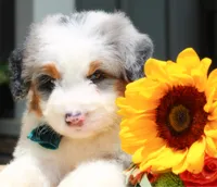 Bosco, a male Miniature Bernedoodle for sale in Greenbrier, AR – 1 of 2