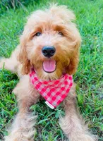 Hulk , a male Goldendoodle for sale in Greenbrier, AR – 2 of 4