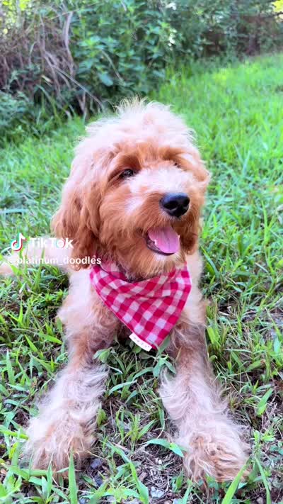 Hulk , a male Goldendoodle for sale in Greenbrier, AR – 4 of 4