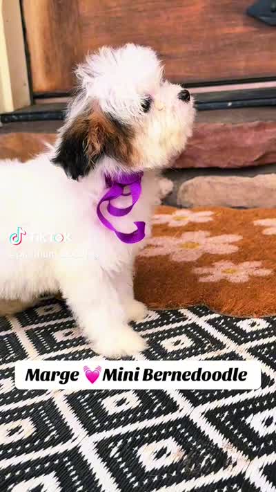 Mage, a female Miniature Bernedoodle for sale in Greenbrier, AR – 3 of 3