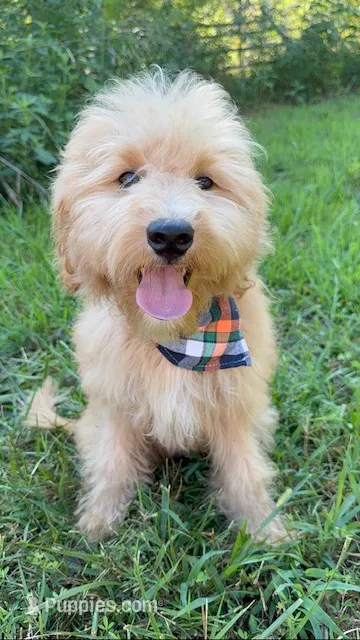 Mav – Goldendoodle puppy for sale in Greenbrier, AR