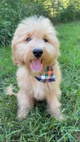 Mav, a male Goldendoodle for sale in Greenbrier, AR – 1 of 4