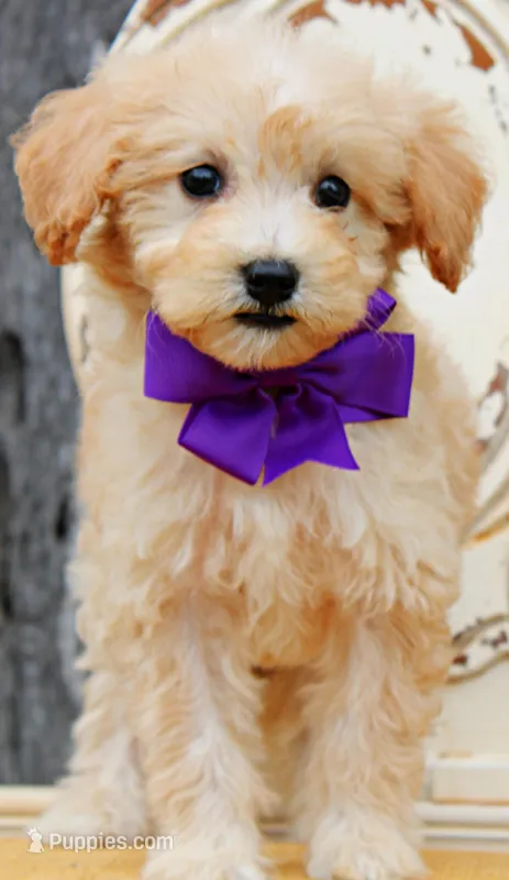 Mochi – Miniature Goldendoodle puppy for sale in Greenbrier, AR