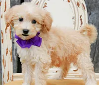 Mochi, a female Miniature Goldendoodle for sale in Greenbrier, AR – 3 of 3