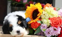 Nate, a male Miniature Bernedoodle for sale in Greenbrier, AR – 2 of 3