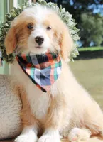 Cider, a male Miniature Bernedoodle for sale in Greenbrier, AR – 1 of 4