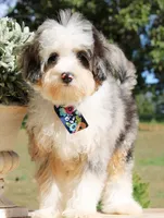 Birdie , a female Miniature Bernedoodle for sale in Greenbrier, AR – 2 of 4