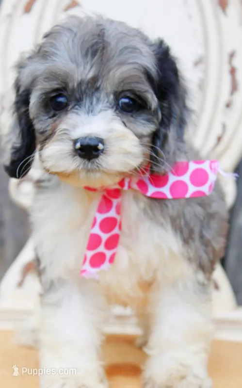 Bluebell – Cockapoo puppy for sale in Greenbrier, AR