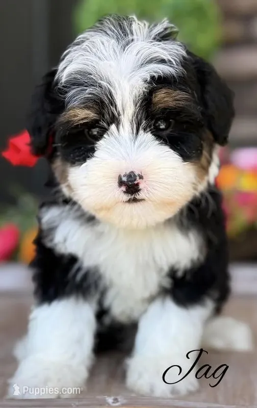 Jag Gorgeous Tri Mini Bernedoodle – Miniature Bernedoodle puppy for sale in Greenbrier, AR