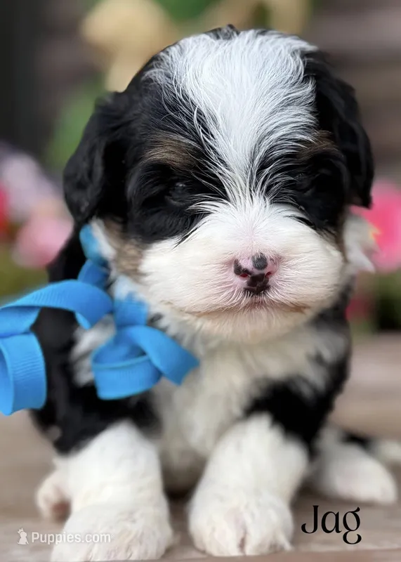 Jag Gorgeous Tri Mini Bernedoodle – Miniature Bernedoodle puppy for sale in Greenbrier, AR