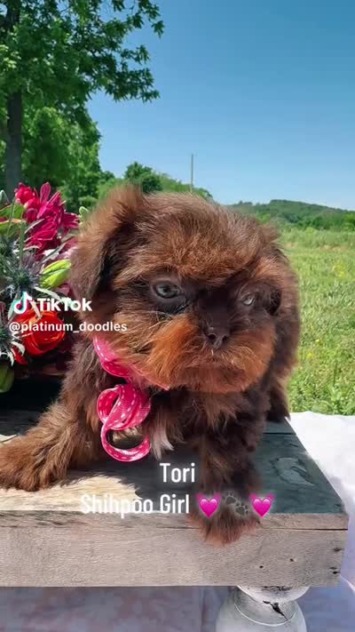 Tori, a female Shihpoo for sale in Greenbrier, AR – 2 of 2