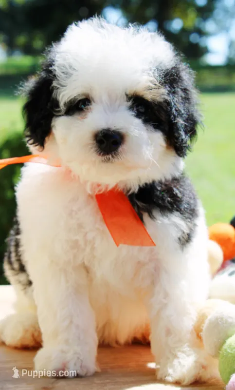 Jax – Cavapoo puppy for sale in Greenbrier, AR
