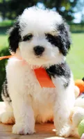 Jax, a male Cavapoo for sale in Greenbrier, AR – 1 of 5