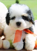 Jax, a male Cavapoo for sale in Greenbrier, AR – 4 of 5