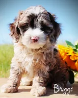 Briggs, a male Cockapoo for sale in Greenbrier, AR – 2 of 3