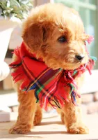 Rigsby, a male Goldendoodle for sale in Greenbrier, AR – 3 of 3