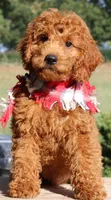 Hutch, a male Miniature Goldendoodle for sale in Greenbrier, AR – 2 of 4