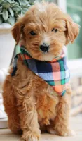 Bourbon, a male Goldendoodle for sale in Greenbrier, AR – 3 of 3