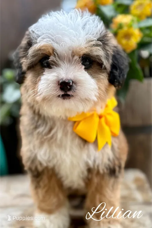Lillian the Sable Mini Bernedoodle – Miniature Bernedoodle puppy for sale in Greenbrier, AR