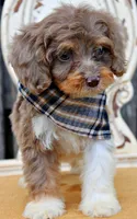 Rolo, a male Cockapoo for sale in Greenbrier, AR – 2 of 4