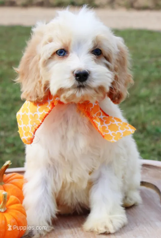 Honey – Cockapoo puppy for sale in Greenbrier, AR