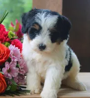 Noodles, a male Miniature Bernedoodle for sale in Greenbrier, AR – 2 of 3