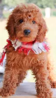 Hutch, a male Miniature Goldendoodle for sale in Greenbrier, AR – 3 of 4