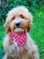 Hulk , a male Goldendoodle for sale in Greenbrier, AR – 1 of 4