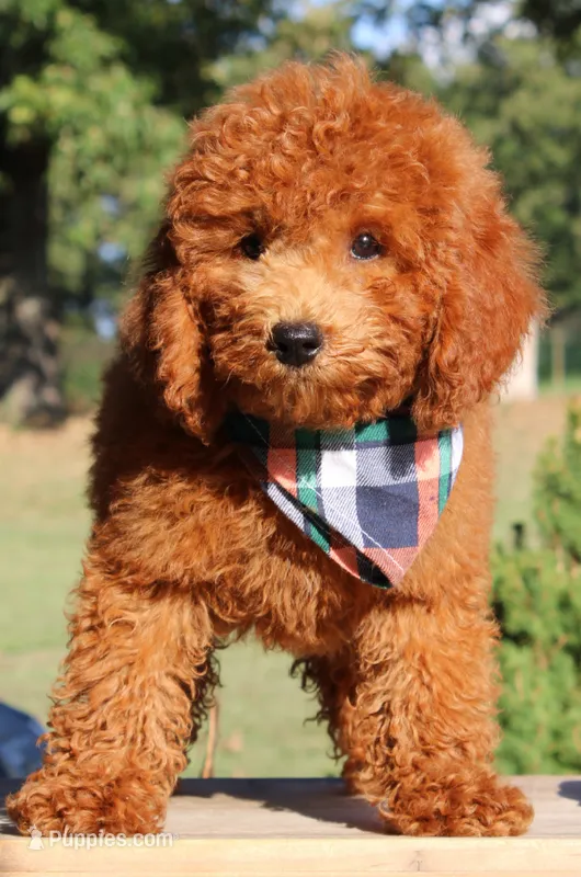 Hank – Miniature Goldendoodle puppy for sale in Greenbrier, AR