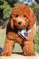 Hank, a male Miniature Goldendoodle for sale in Greenbrier, AR – 1 of 3