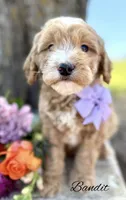 Bandit, a male Goldendoodle for sale in Greenbrier, AR – 2 of 2