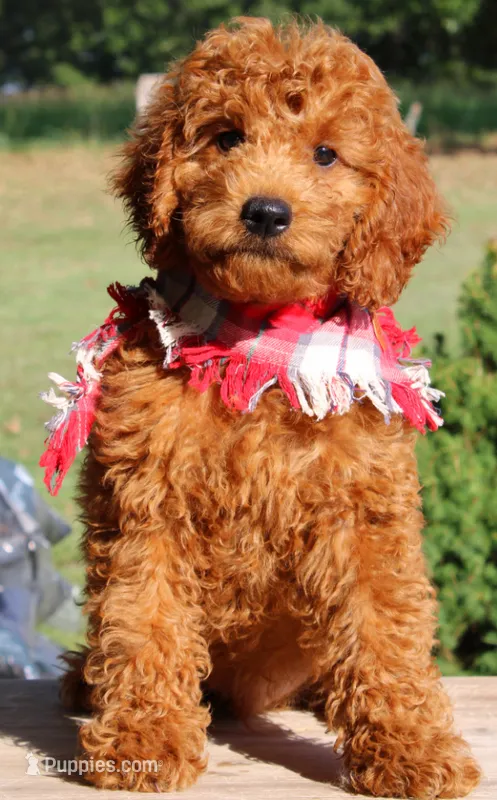 Hutch – Miniature Goldendoodle puppy for sale in Greenbrier, AR