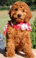 Hutch, a male Miniature Goldendoodle for sale in Greenbrier, AR – 1 of 4