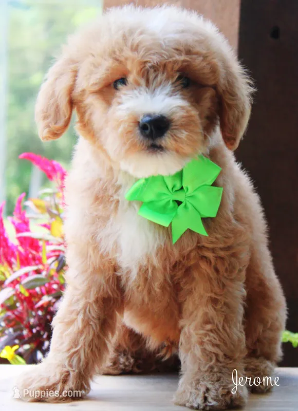 Jerome – Goldendoodle puppy for sale in Greenbrier, AR