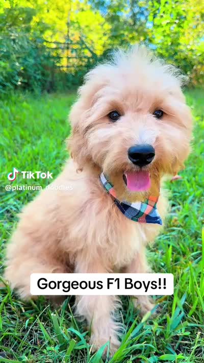 Mav, a male Goldendoodle for sale in Greenbrier, AR – 4 of 4