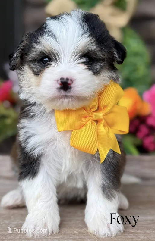 Foxy the Mini Bernedoodle – Miniature Bernedoodle puppy for sale in Greenbrier, AR