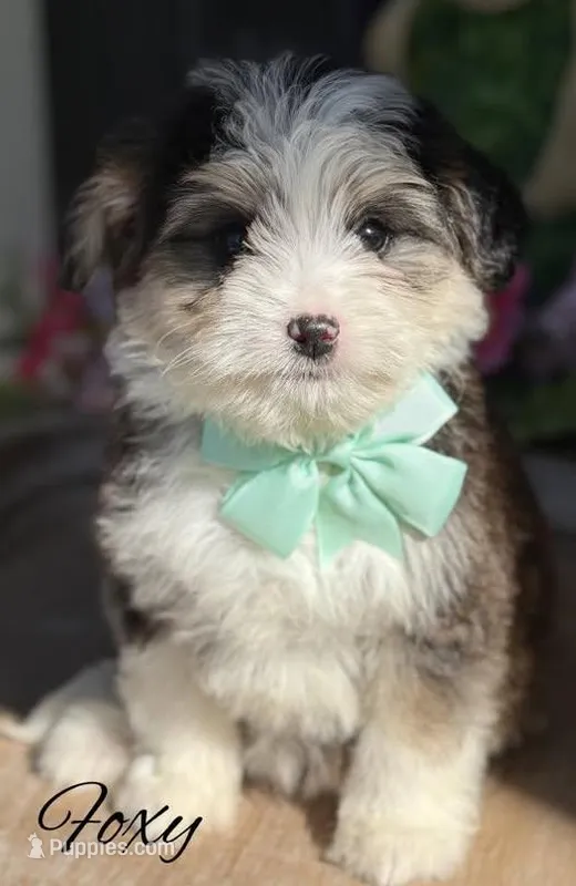 Foxy the Mini Bernedoodle – Miniature Bernedoodle puppy for sale in Greenbrier, AR