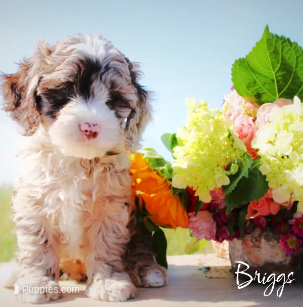 Briggs – Cockapoo puppy for sale in Greenbrier, AR