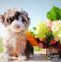 Briggs, a male Cockapoo for sale in Greenbrier, AR – 1 of 3