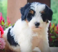 Noodles, a male Miniature Bernedoodle for sale in Greenbrier, AR – 3 of 3