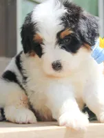 Nate, a male Miniature Bernedoodle for sale in Greenbrier, AR – 3 of 3