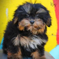 Wes, a male Shihpoo for sale in Greenbrier, AR – Photo 1 of 2