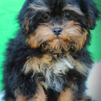 Wes, a male Shihpoo for sale in Greenbrier, AR – Photo 2 of 2