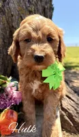 Hulk, a male Goldendoodle for sale in Greenbrier, AR – 2 of 2