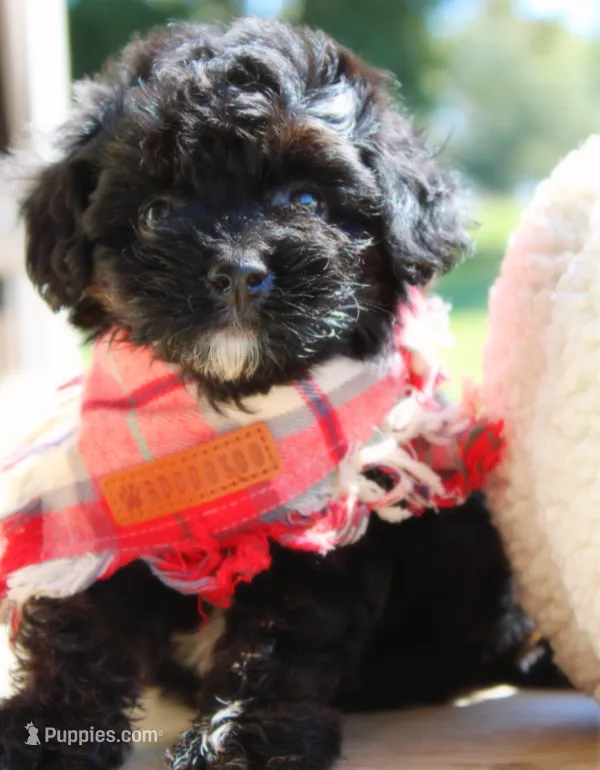 Jack – Cavapoo puppy for sale in Greenbrier, AR