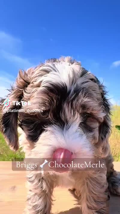 Briggs, a male Cockapoo for sale in Greenbrier, AR – 3 of 3