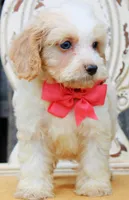 Honey, a female Cockapoo for sale in Greenbrier, AR – 2 of 3