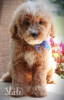 Slate, a male Goldendoodle for sale in Greenbrier, AR – 2 of 3