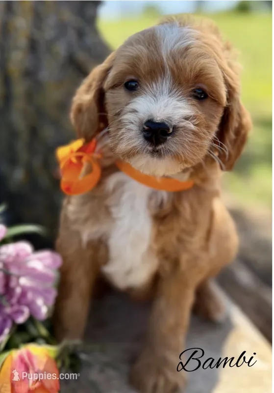Bambi – Goldendoodle, Miniature Goldendoodle puppy for sale in Greenbrier, AR